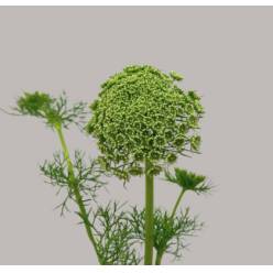 Ammis Visnaga 70cm "T50"