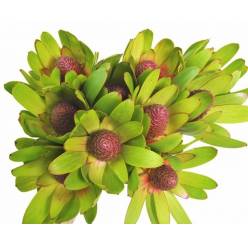 Leucadendro Rosette 70cm "Premium"