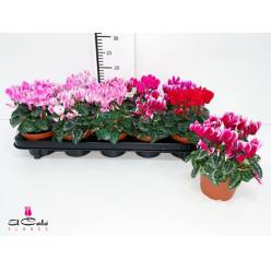 P. Cyclamen Kl Sup Carino 10.5/22cm "CC8"