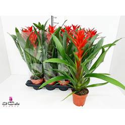 P. Guzmania Amoretto 13/50cm "CC8"
