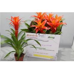 P. Guzmania Suerte Orange 12/55cm "CC6"