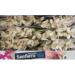 Cymbidium San Everest 80cm Bl.