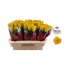 Rosa Hol. Njano 60cm Am.