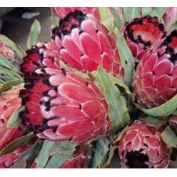 Protea Overig 40cm