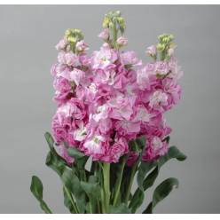 Aleli Italia Iron Fairy Pink 65cm