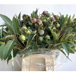 Eucalipto Italia Robusta Gigante 60cm 250gr