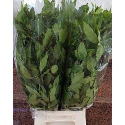 Laurel Italia 60cm 300gr