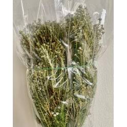 Phylica Italia 45cm 200gr