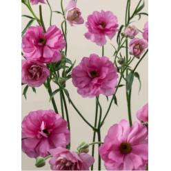 Ranunculos Ecu. Moderna Dolce 45cm