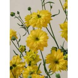 Ranunculos Ecu. Moderna Proxima 55cm