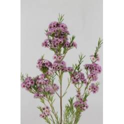 Flor Cera Hol. Giselle 70cm 35gr Rs. "T25"