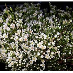 Flor Cera Hol. Un Pearl Button 70cm 55gr Bl. "T25"