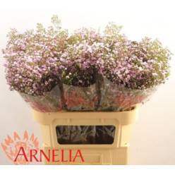 Flor Cera Hol. Pirouette  70cm 35gr Rs. "T25"