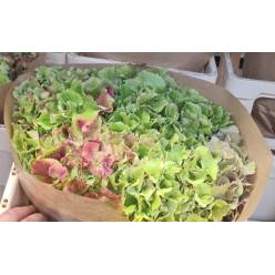 Hortensia Hol. Glow Alps Classic 70cm 18/20 Rosa