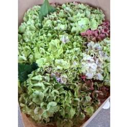 Hortensia Hol. Roy Anasta Classic 50cm 18/20