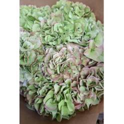 Hortensia Hol. Roy Surprise Classic 60cm 16/18 Bic.