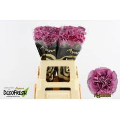 Clavel Hol. 70cm Hypnosis Ma