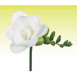 Fresia Hol. Essence 50cm 18gr "T50" Bl.