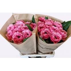 Rosa Hol. Regents Park! 50cm