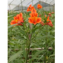 Alstroemeria Col. Fancy Naranja (7 Dias - 2)