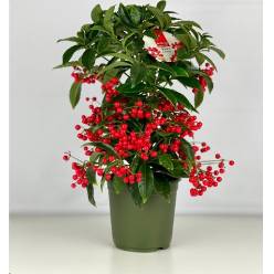 P. Ardisia Crenata Bos Pr Rojo 14/40cm "CC7"