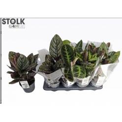 P. Calathea Mixta 6 surt 14/50cm x8