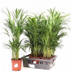 P. Dypsis Lutescens 17/100cm x5