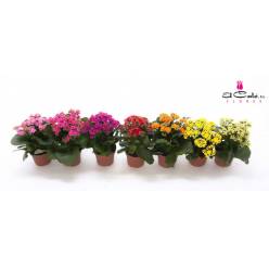 P. Kalanchoe B Ge Perf Mixto 5kl 12/25cm "CC10"