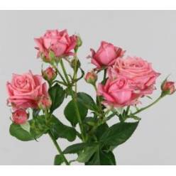 Ramificada Sweet Bubbles 50cm