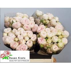 Ramificada Hol. Royal Wedding 50cm