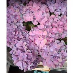 Hortensia Hol. Royal Benefit 60cm 13/15 rosa