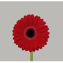 Gerbera Mini Hol. Black Tie "T30"