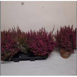 P. Eric Gracil Ov. Rood 17/30cm "CC6"