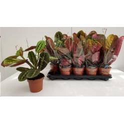 P. Maranta Fascinator 12/40cm x10