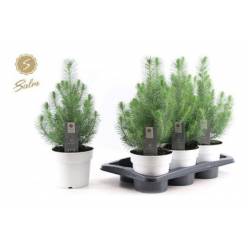 P. Pinus Silver Crest 17/50cm x6 -Maceta Blanca-