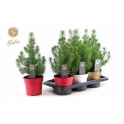 P. Pinus Silver Crest 17/50cm x6 -Maceta Mix-