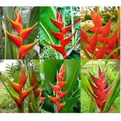 Heliconia Recta Mixta "L" (7 Dias - 2)