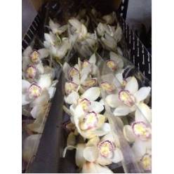 Cymbidium Avalanche 80cm Bl (7 Dias - 2)