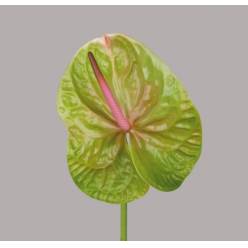 Anthurium Hol. Verino 15  "CC10" (7 Dias - 2)