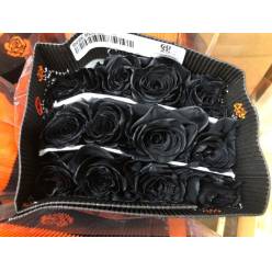 Rosa  Ecu. Tintada Negra 60cm (7 Dias - 2)