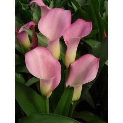 Calla Samur 50cm (7 Dias - 2)