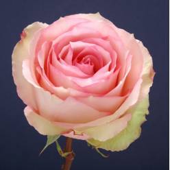 Rosa Ecu. Esperance 70cm (7 Dias - 2)