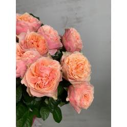 Rosa Hol. Romantic Vuvuzela 60cm (7 Dias - 2)