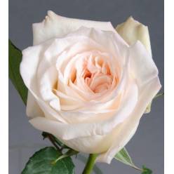 Rosa Ecu. White O'hara 50cm (7 Dias - 2)