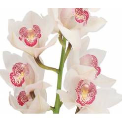 Cymbidium Time Out 80cm Bl. (7 Dias - 2)