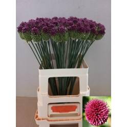 Allium Sphaerocephalon 65cm (7 Dias - 2)