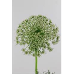 Ammis Visnaga 70cm (7 Dias - 2)