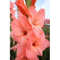 Gladiolo Nac. Rosa 130cm (7 Dias - 2)