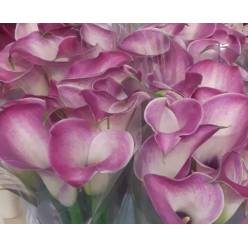 Calla Denver 60cm (7 Dias - 2)