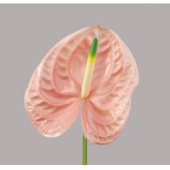 Anthurium Hol. Cheers 11  "CC16" (7 Dias - 2)